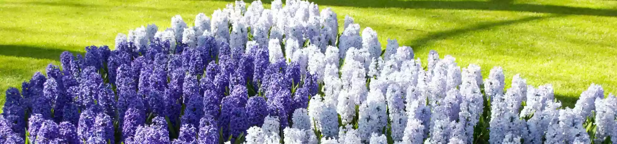 Hyacinth Flower in Garden 