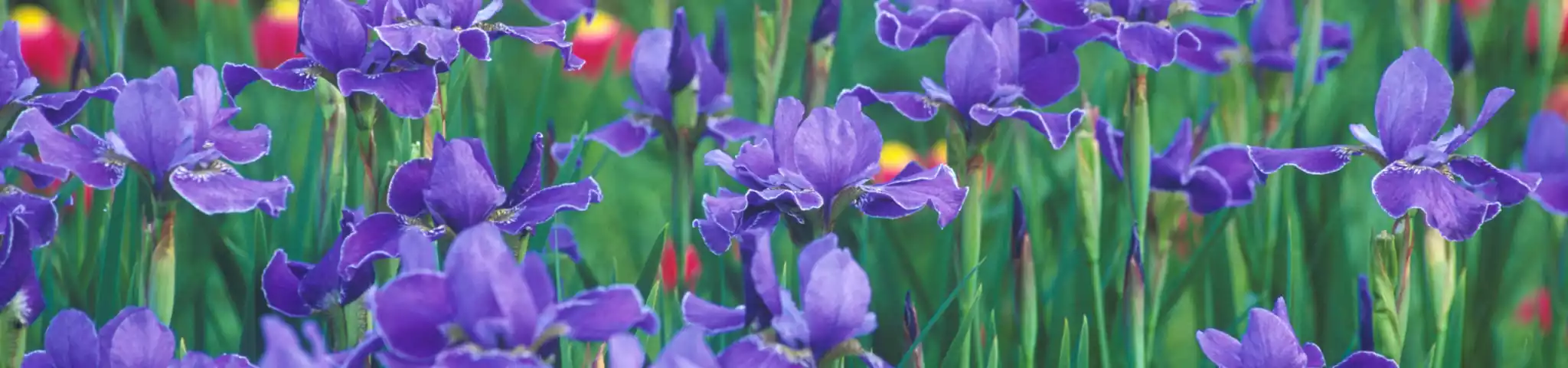 Iris flowers in garden