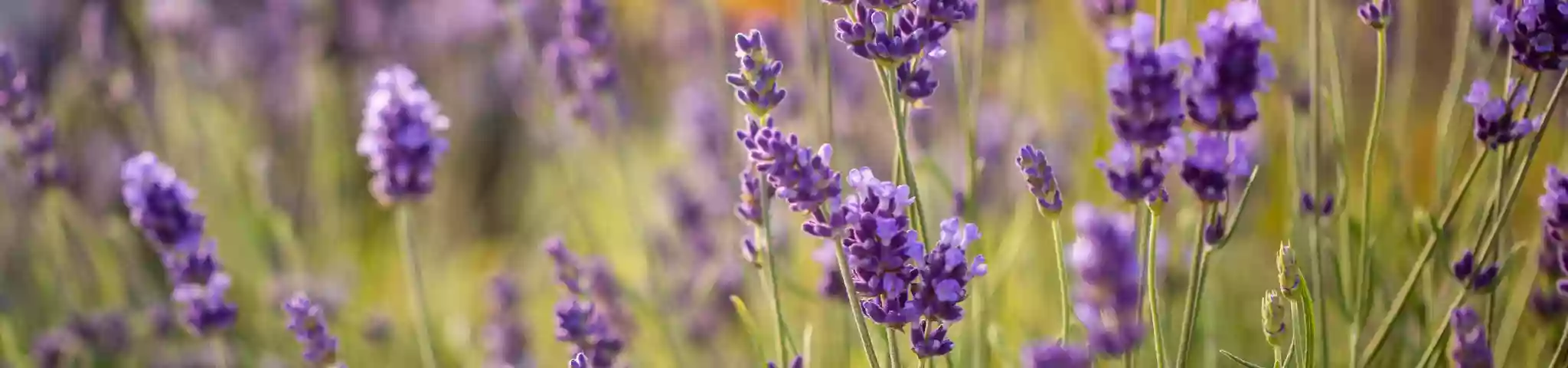 Lavender Flowers In garden
