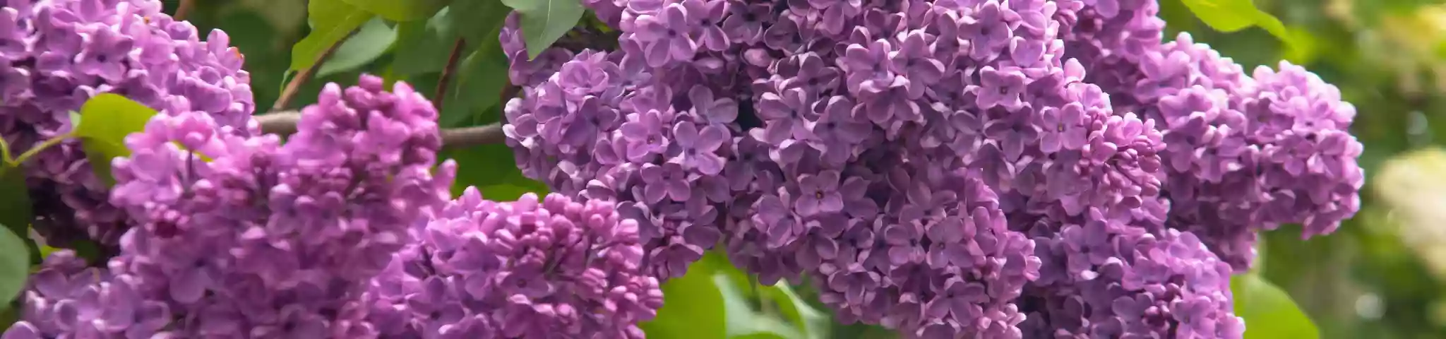 Lilac Flowers In garden