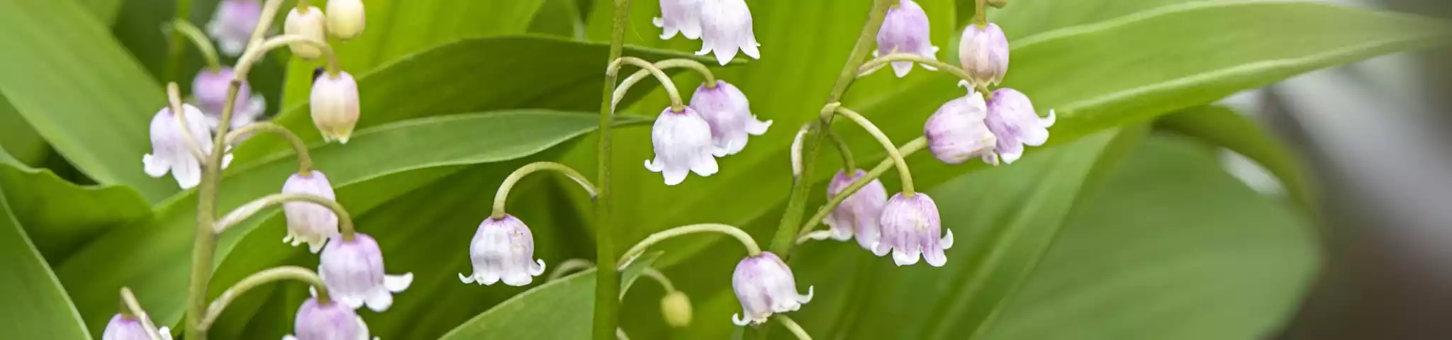 Lily of the Valley in a garden