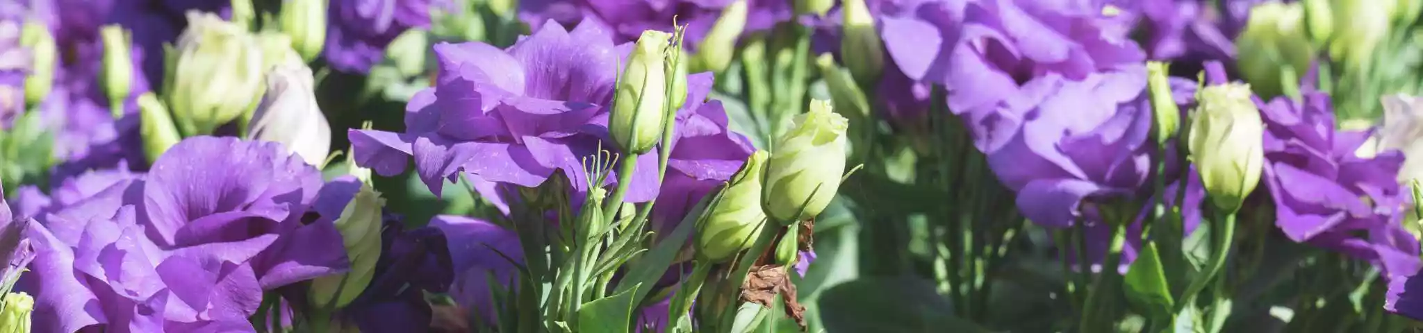 Lisianthus Flowers