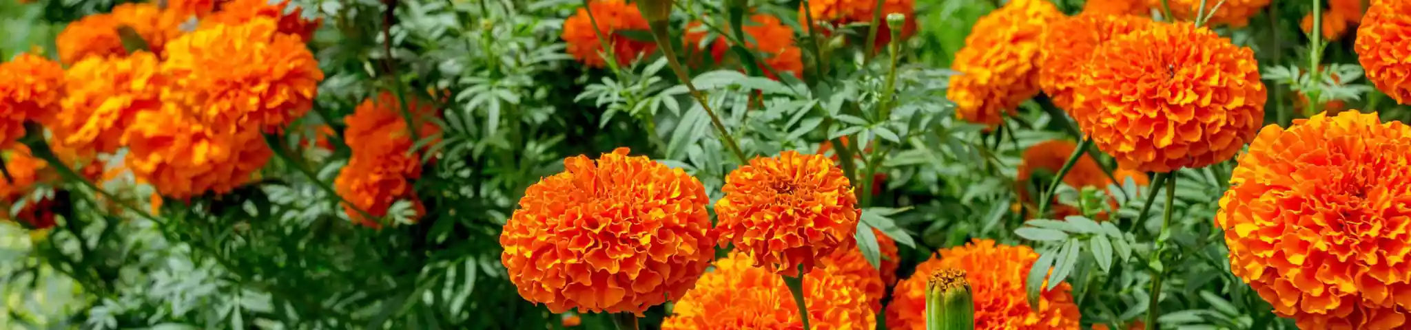 Marigold flower in garden