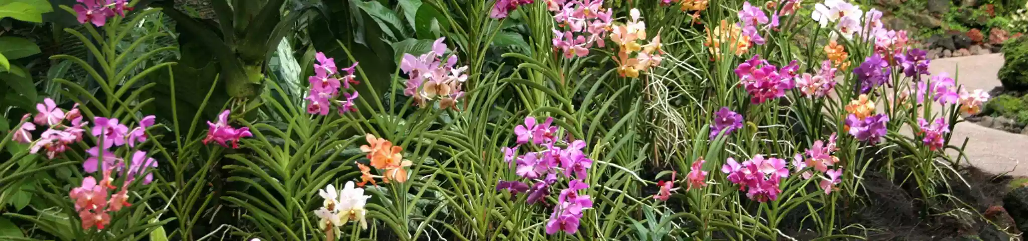 Orchid Flower in Garden