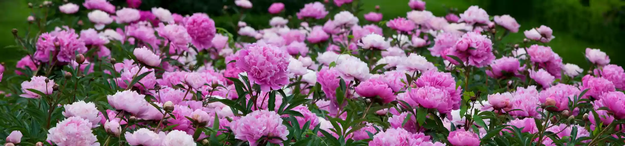 Pink Peony Flowers in Garden