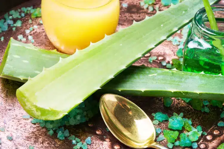 Aloe vera production is more in these countries