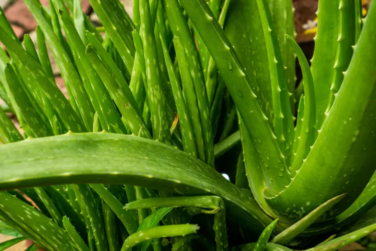 How to grow aloe vera fast