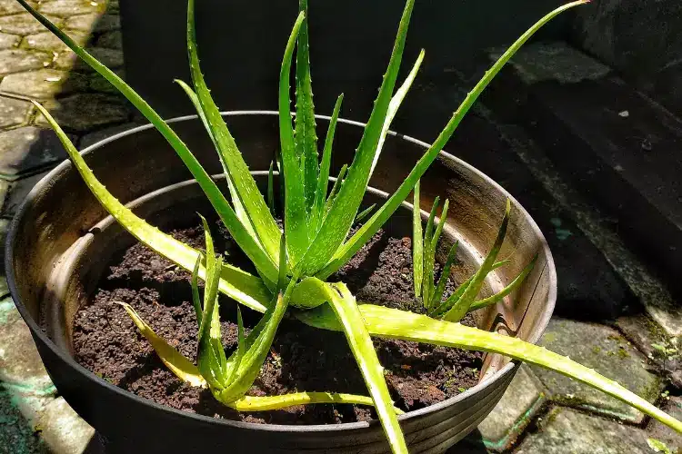 how to plant aloe vera in pot