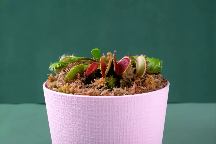 Carnivorous plant Care