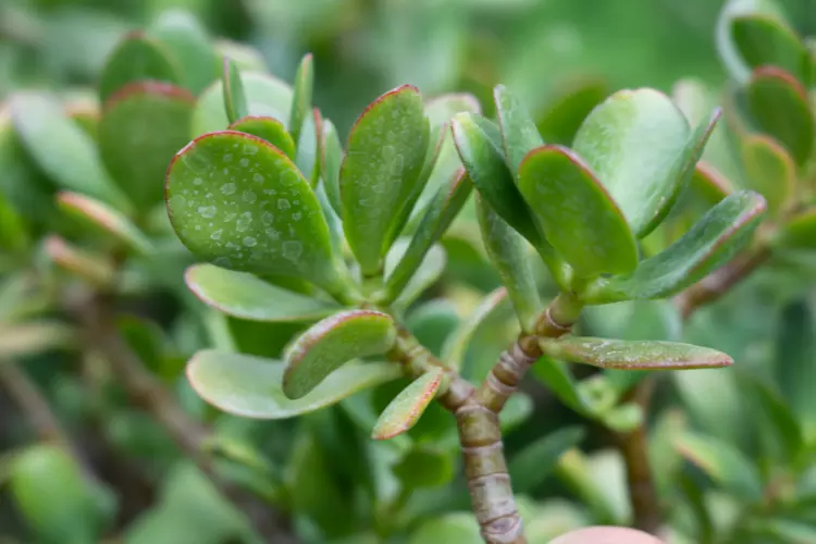 Crassula Ovata identity