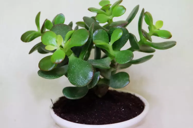 what is Crassula Ovata