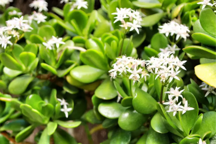 Where to find Crassula Ovata plant