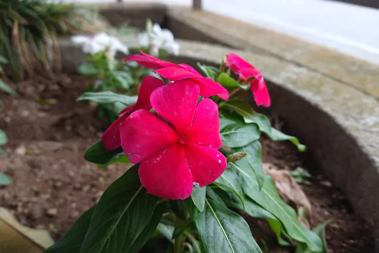 Should an Madagascar Periwinkle plant be planted at home or not