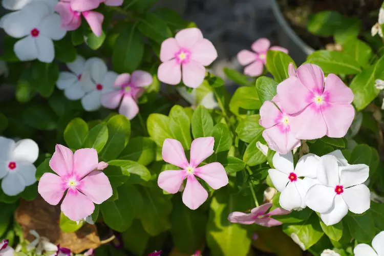 what is Madagascar Periwinkle plant
