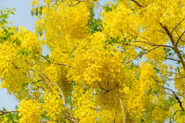 Benefits of golden shower tree