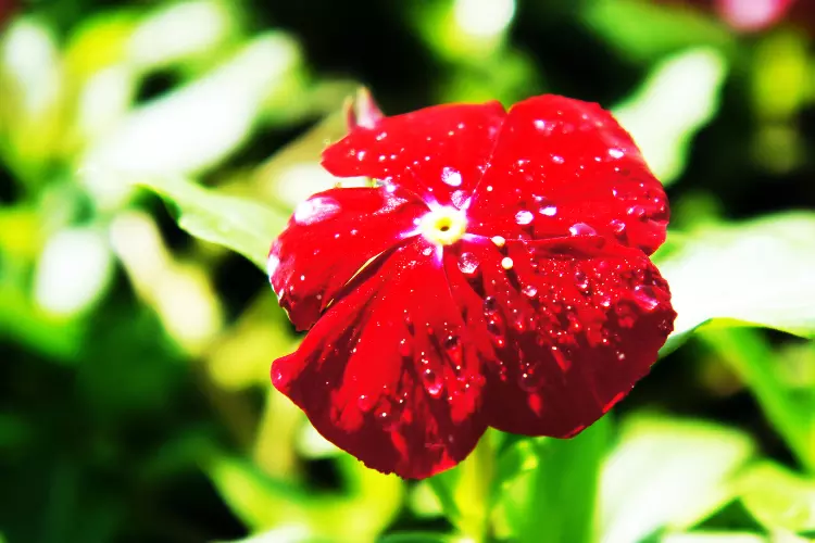 Catharanthus roseus 'Raspberry Red