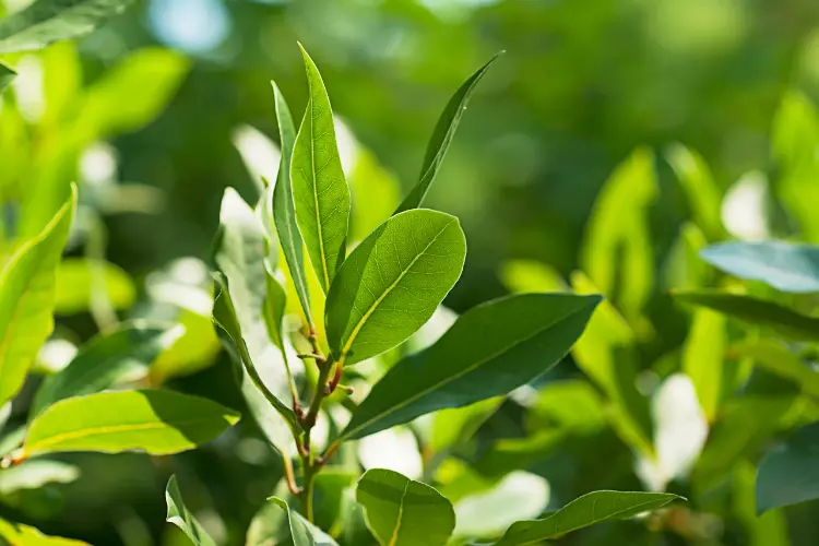 How to cultivate bay leaves