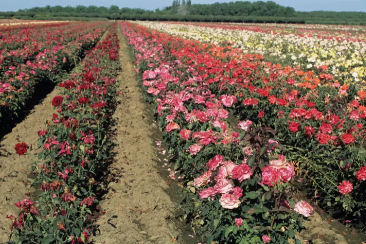 How to do rose cultivation