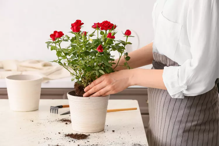 How to plant a rose plant in a pot