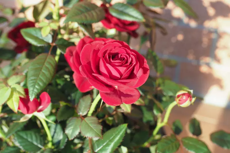 How to plant a rose plant