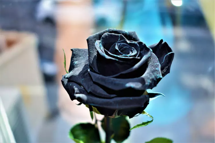 where to get black rose flower