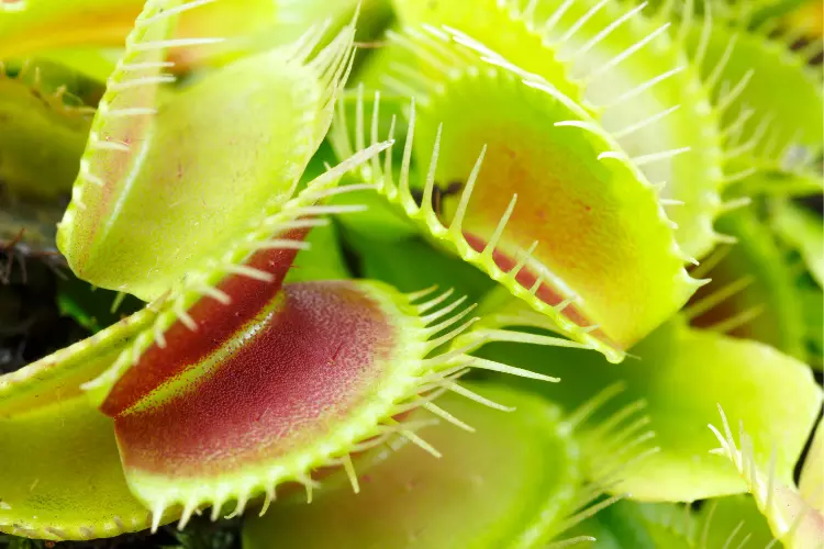 characteristic of Carnivorous plant