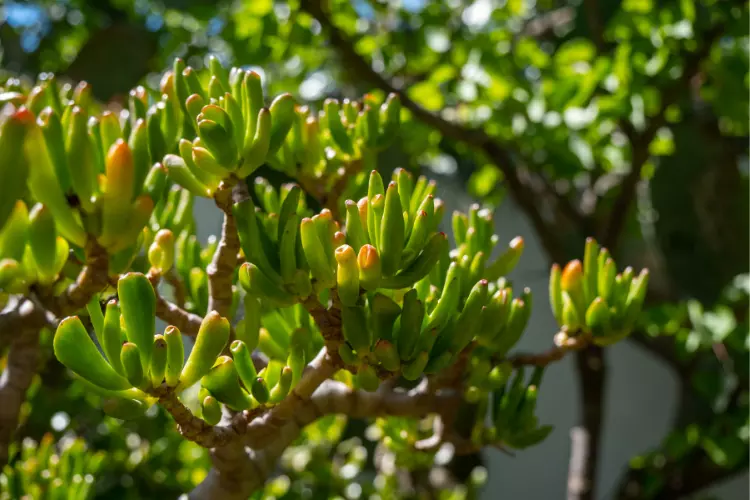 Benefits of Crassula Ovata plant