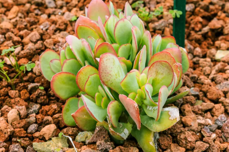 How to plant Crassula Ovata plant