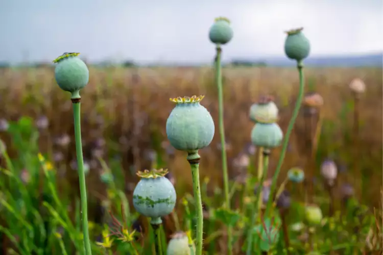 How to cultivate Opium poppy