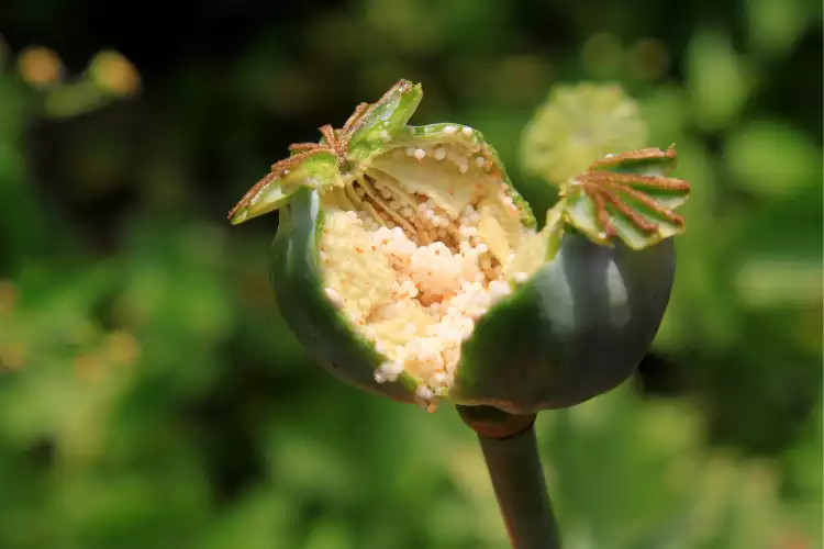 How to eat Opium poppy
