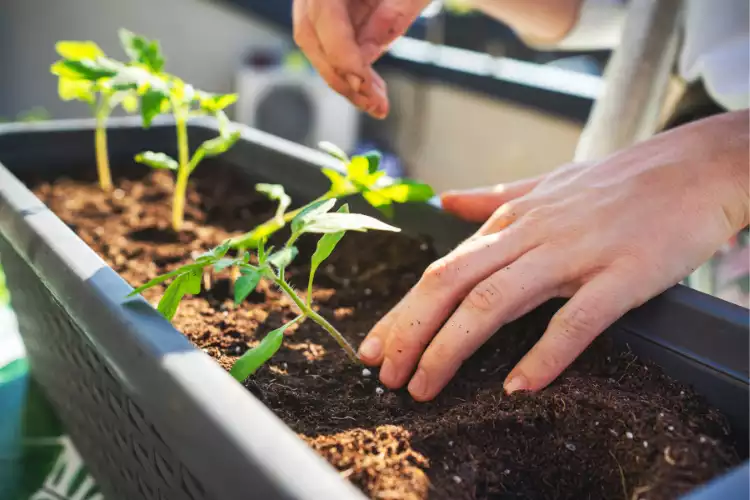 How to grow tomatoes in pots