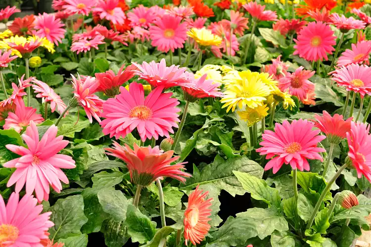 economic importance of gerbera