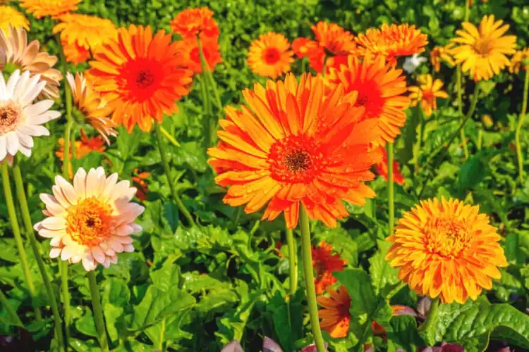 what is gerbera plant