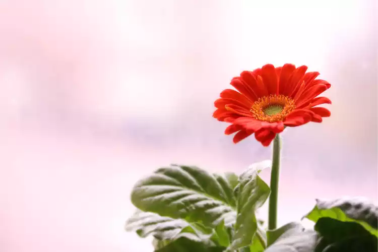 What is Gerbera