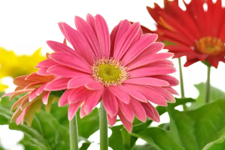 uses of gerbera flower