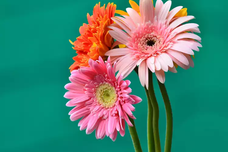 What is twisted neck in gerbera