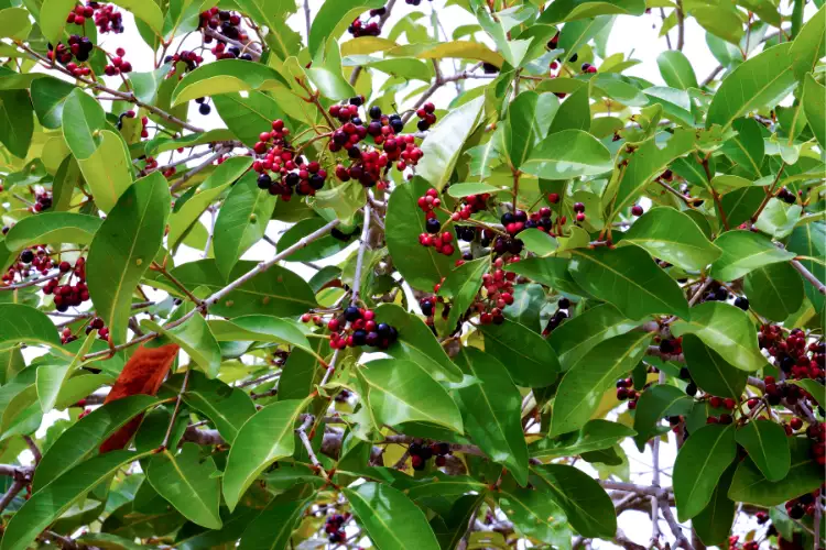 how many years does the Java plum tree bear fruit
