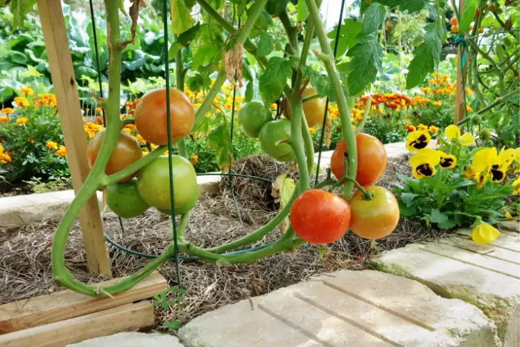 How to plant tomato plant