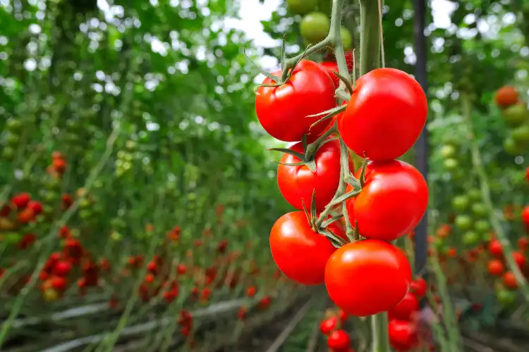 Tomato Identification