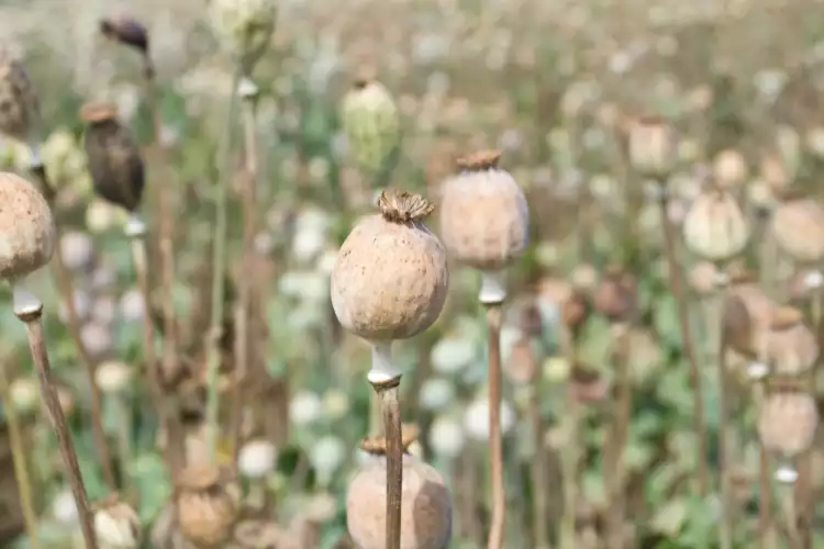 How is Opium poppy made