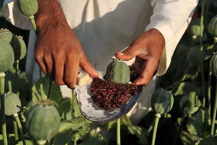 Afghan Poppy Seeds