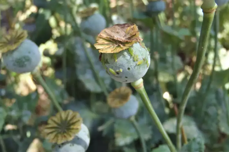 identification of Opium poppy
