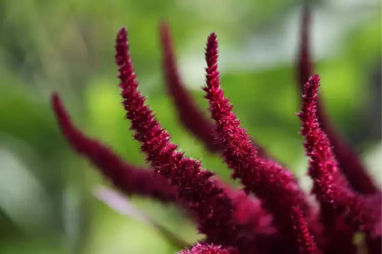 What is Amaranth