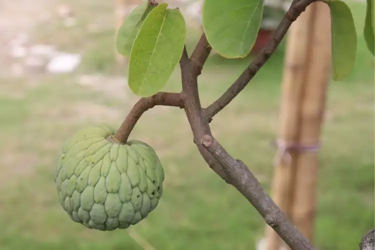 Should Sugar apple tree be planted at home or not?