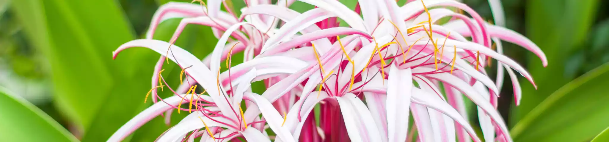 American Crinum Lily Family