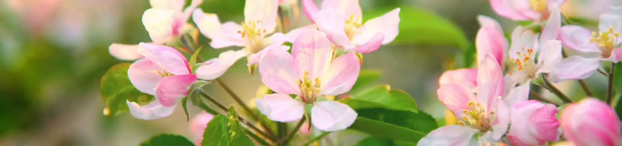 Apple Flower