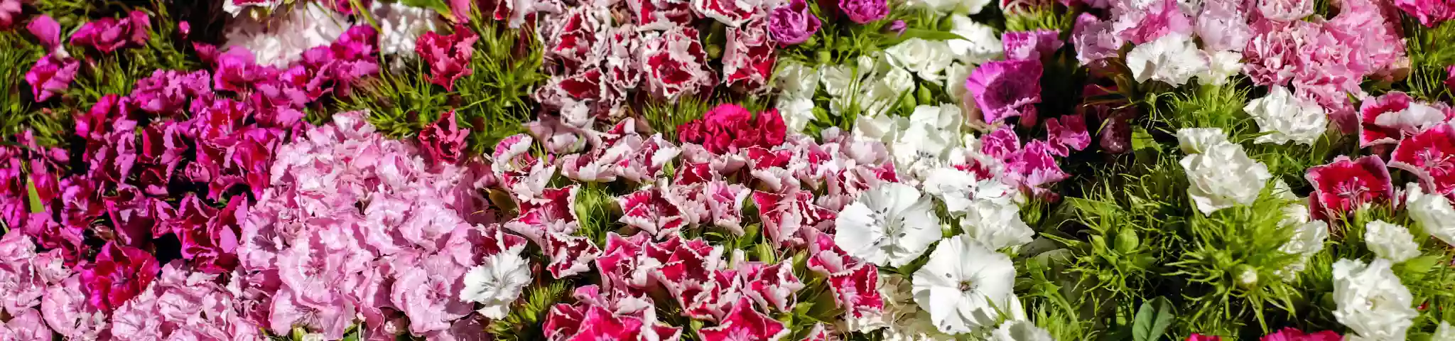 Carnations (ಕಾರ್ನೇಷನ್ಸ್)