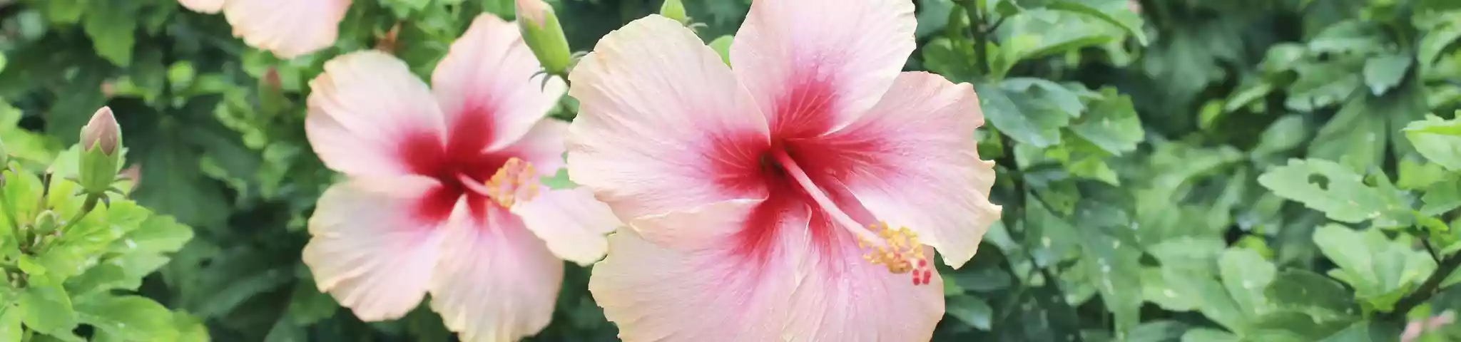 Hibiscus (ಜಾವಸೆಂಟಿ)