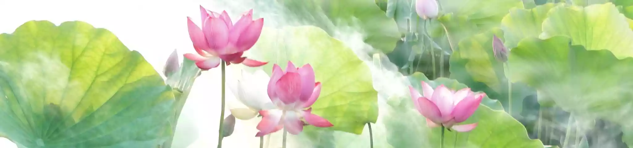 Lotus (ತಾಮರ ಹೂ)