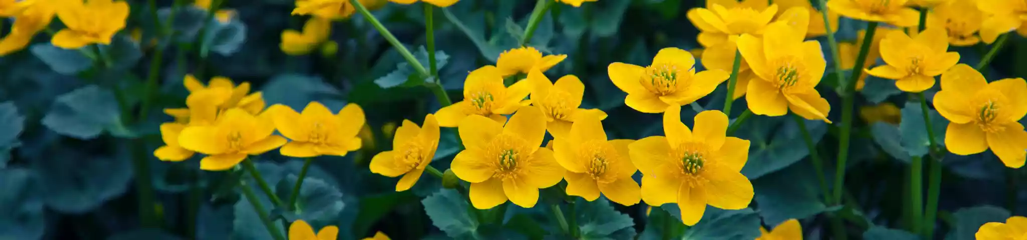 Marsh Marigold Flowers